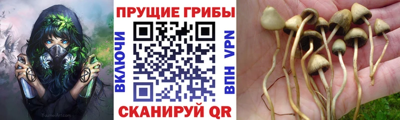 Псилоцибиновые грибы Magic Shrooms  блэк спрут tor  Полярные Зори 